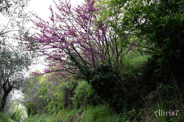 Fabaceae da Calaone (PD) - Vicia narbonensis