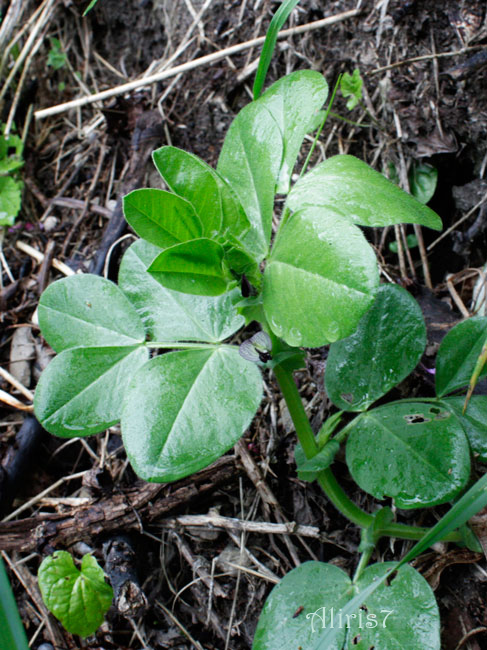 Fabaceae da Calaone (PD) - Vicia narbonensis