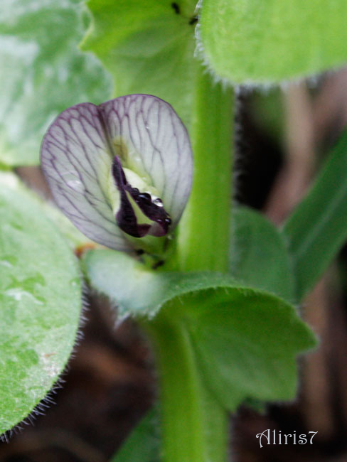 Fabaceae da Calaone (PD) - Vicia narbonensis