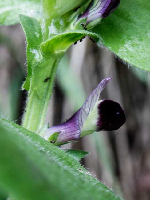 Fabaceae da Calaone (PD) - Vicia narbonensis