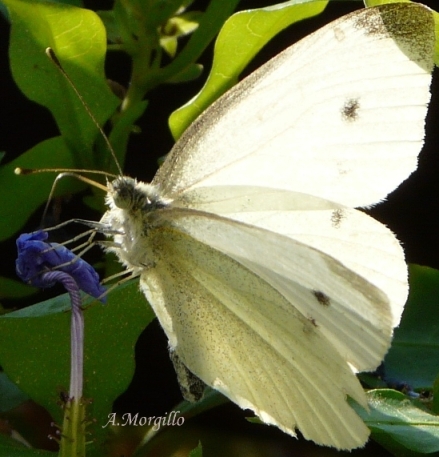 identificazioni