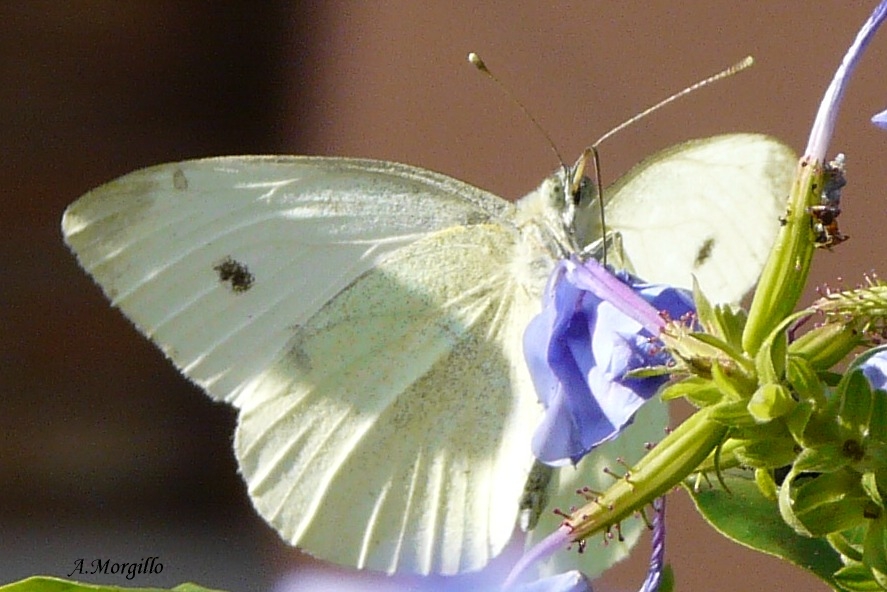 identificazioni