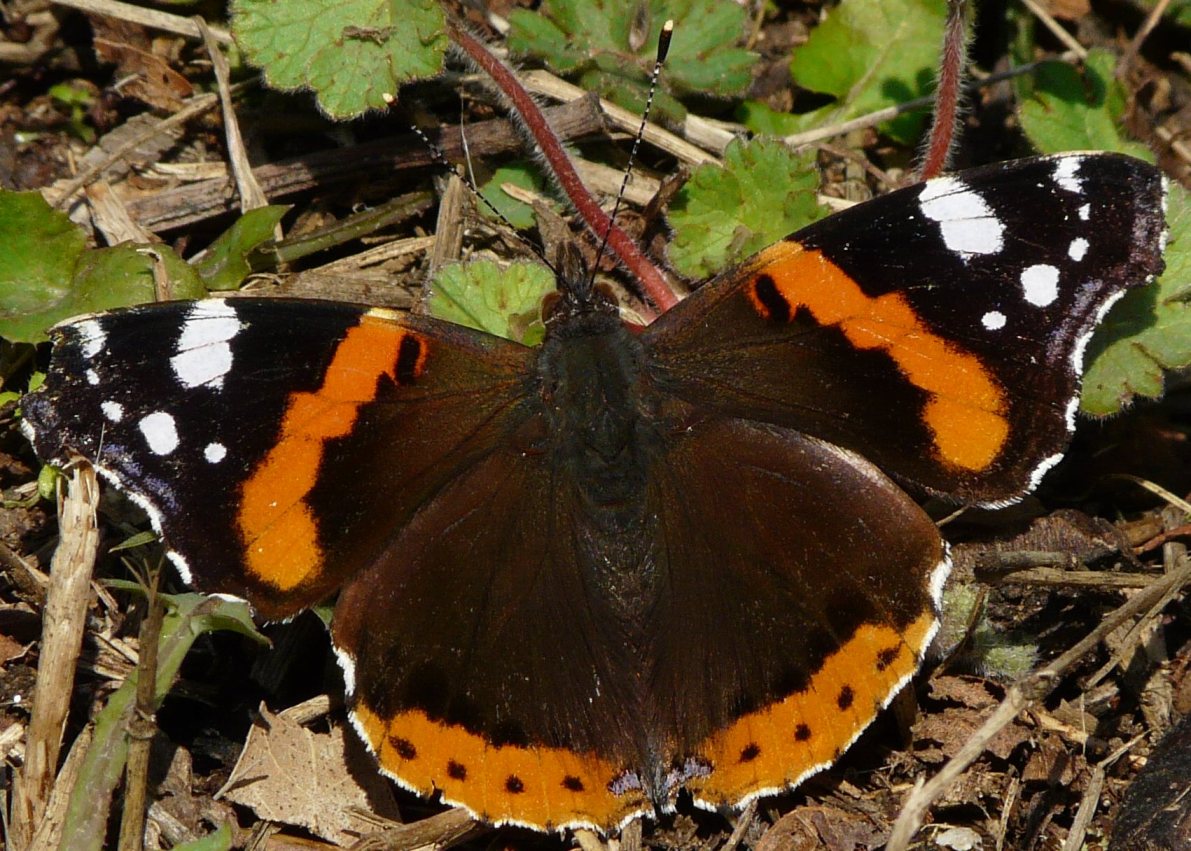 vanessa cardui?