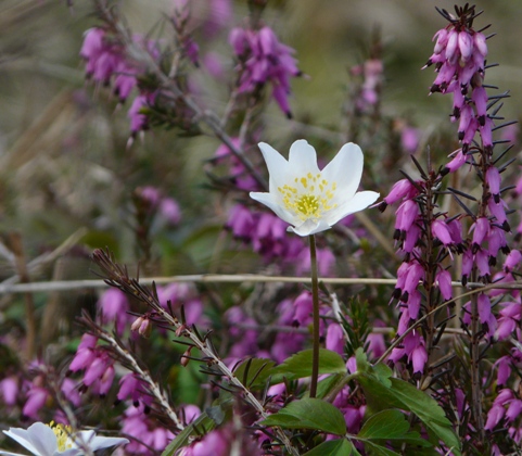 capolino bianco tra l''Erica carnea : Anemone nemorosa