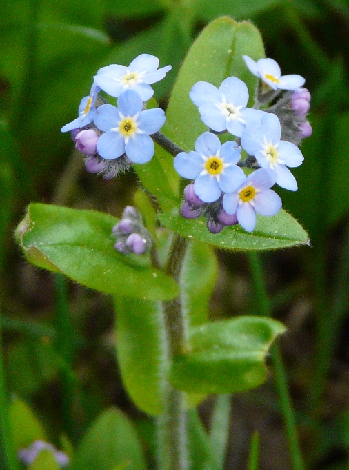 fiori comuni di prato