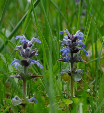 fiori comuni di prato