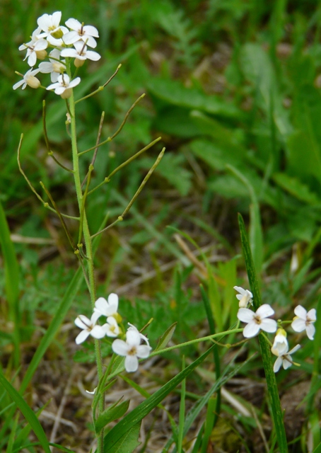 fiori comuni di prato