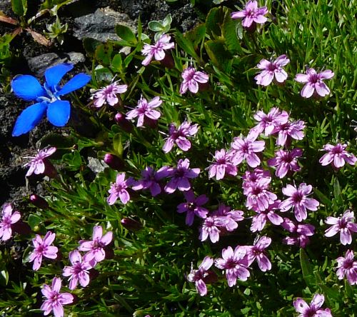 genzianella? - Gentiana verna