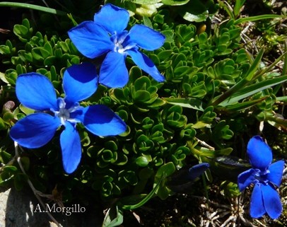 genzianella? - Gentiana verna