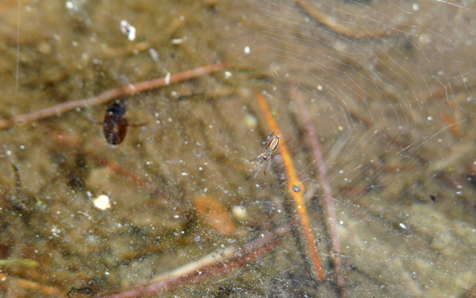 Tetragnatha sp.