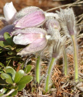 Pulsatilla vernalis