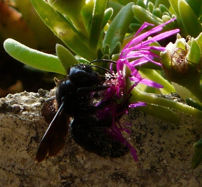 Xylocopa sp..