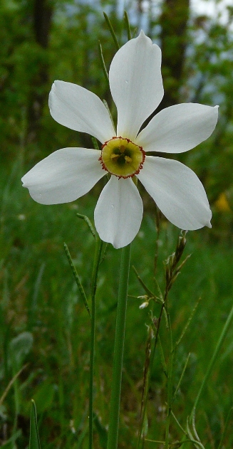 fiori comuni di prato