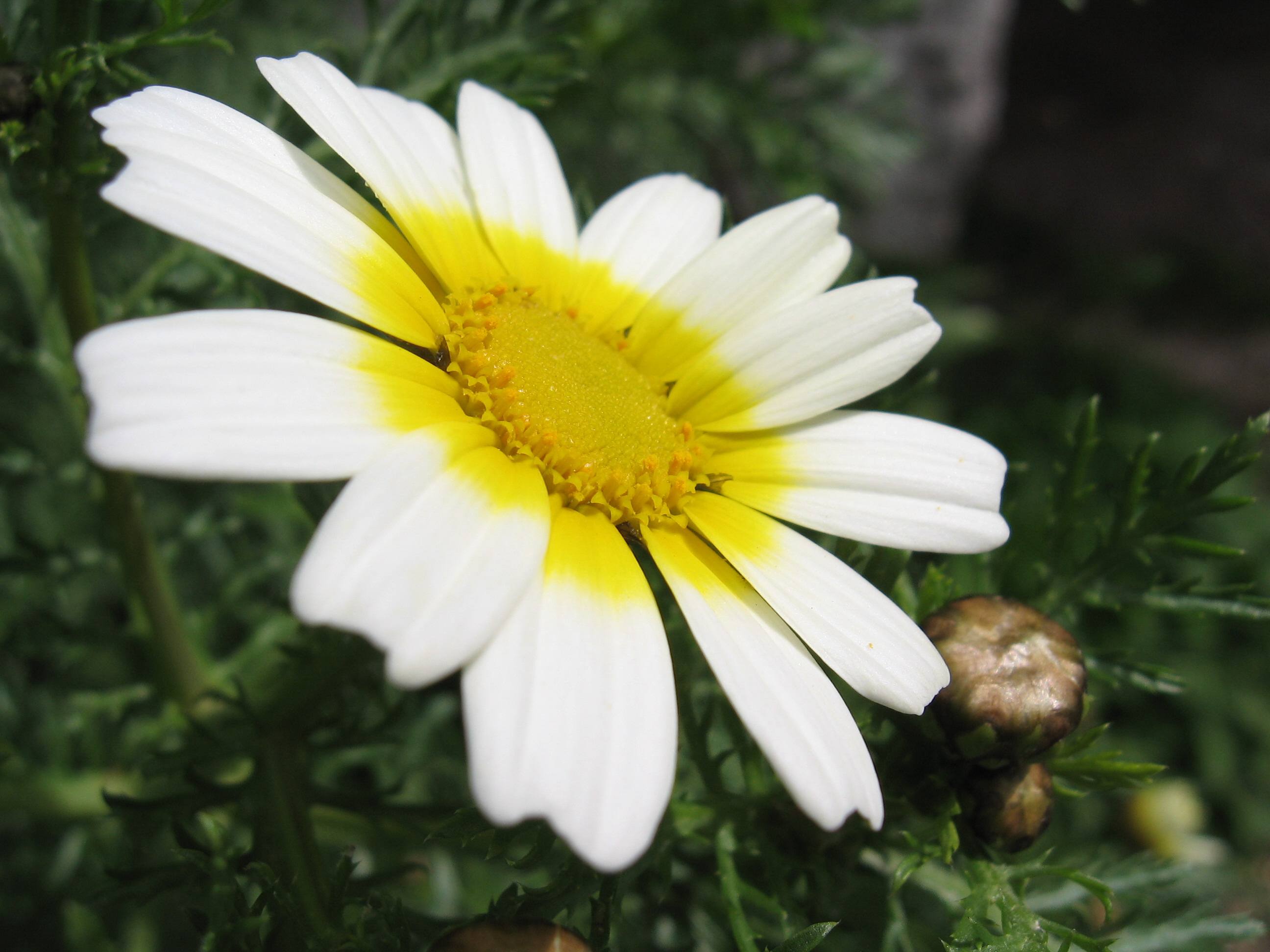 Glebionis coronaria / Crisantemo giallo