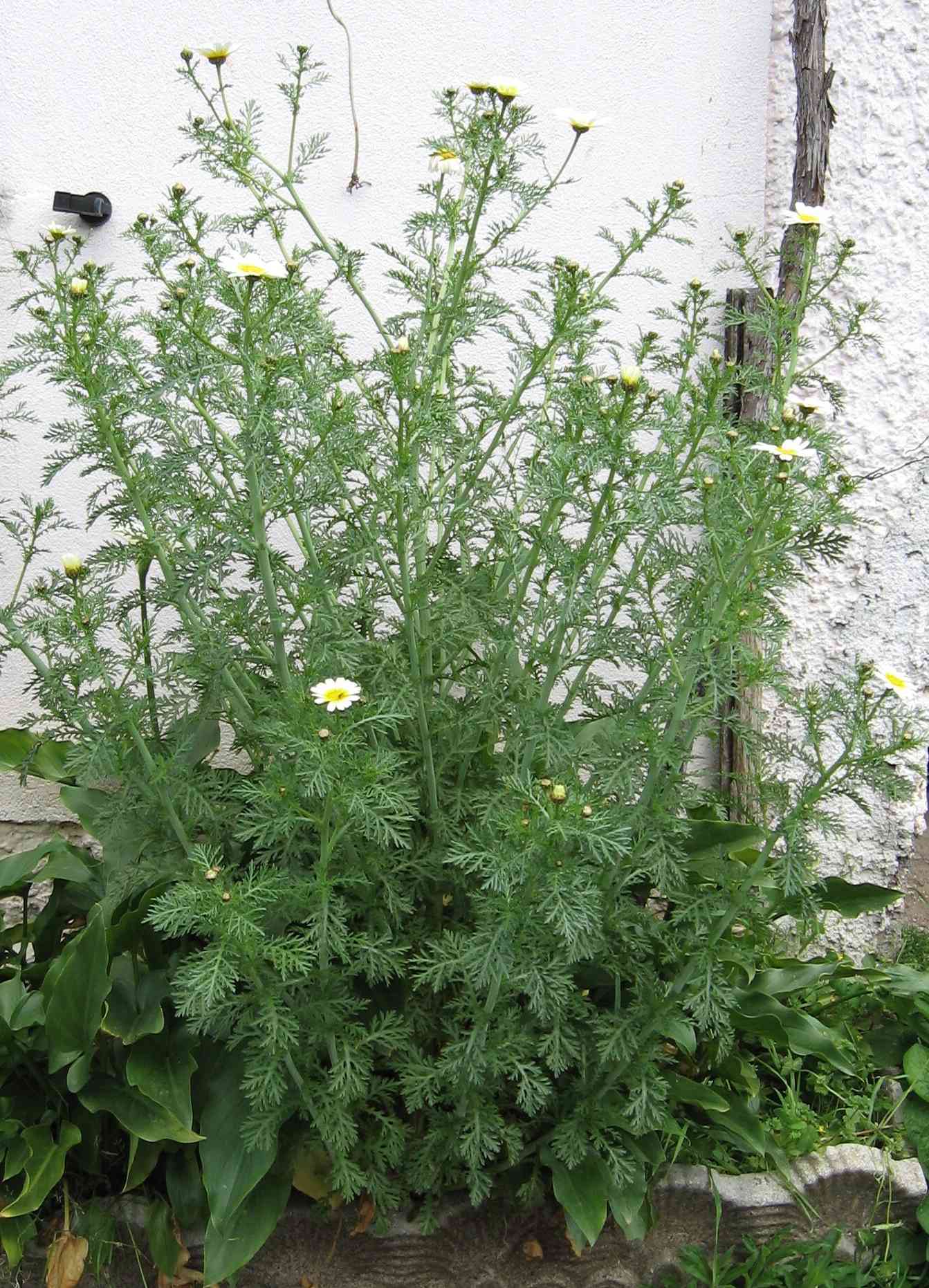 Glebionis coronaria / Crisantemo giallo