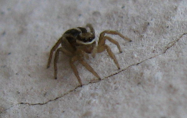 Phlegra sp.