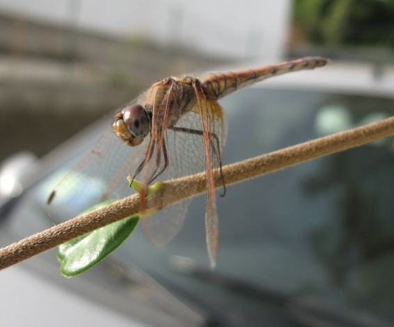 Trithemis annulata