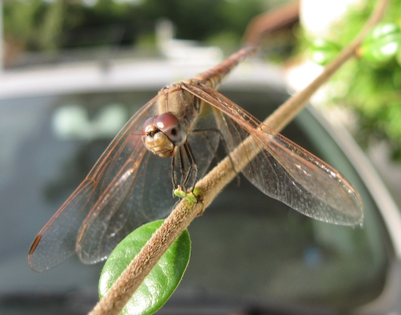 Trithemis annulata