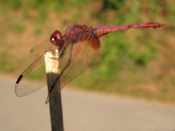 Trithemis annulata