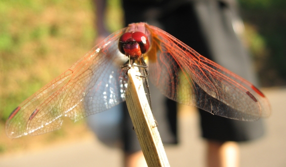 Trithemis annulata