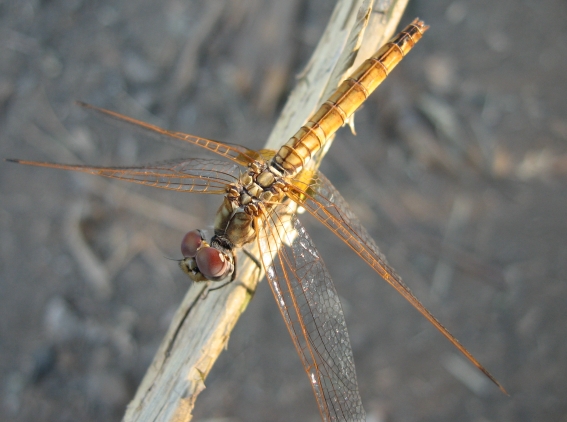 Trithemis annulata