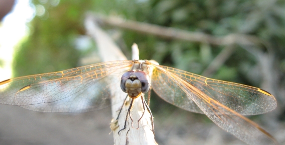 Trithemis annulata