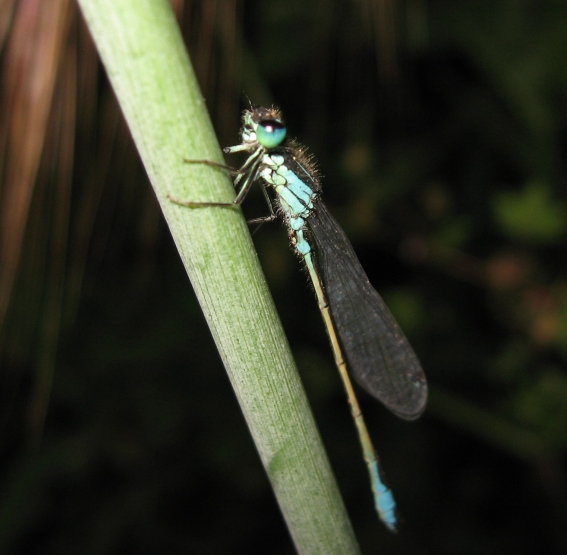 Ischnura elegans