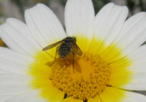 Sul Chrysanthemum ... parte prima