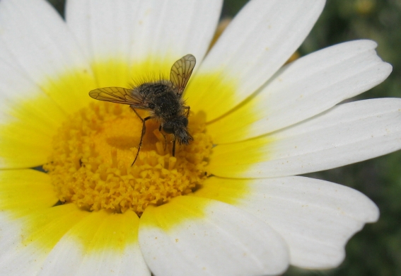 Sul Chrysanthemum ... parte prima