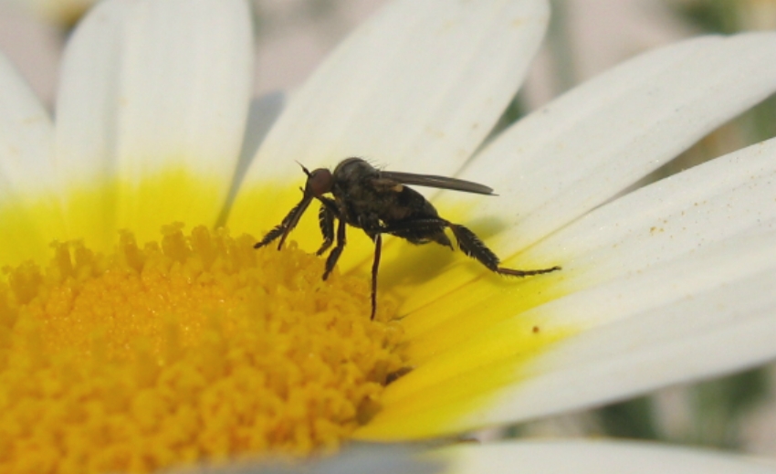 Empis cf. pennipes (Empididae)