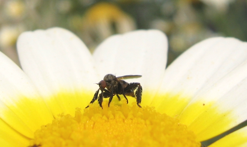 Empis cf. pennipes (Empididae)