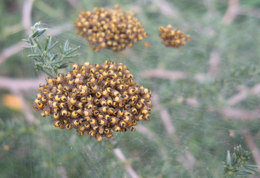 Zoropsis spinimana e nidiata di probabili Araneus diadematus