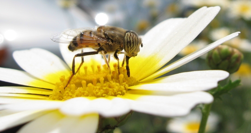 Eristalinus taeniops (Dittero Syrphidae)