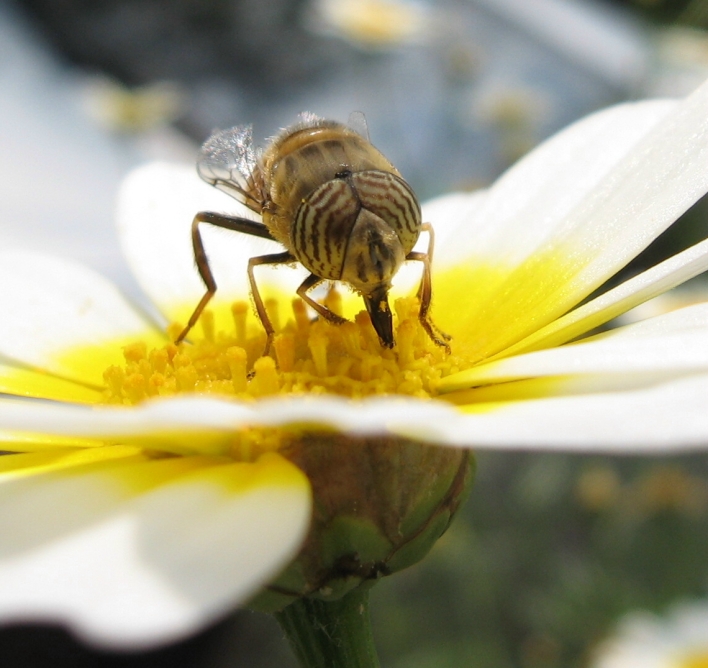 Eristalinus taeniops (Dittero Syrphidae)