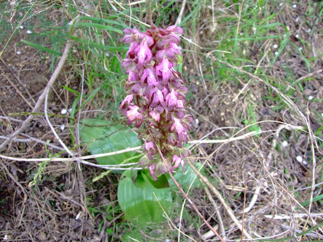 Barlia robertiana