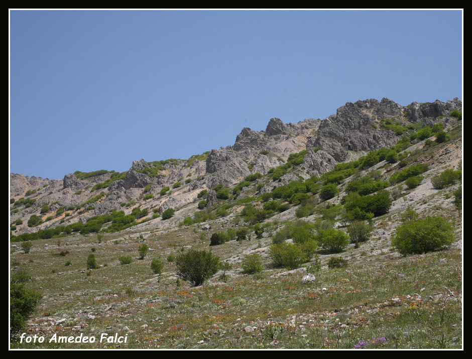 Odontarrhena nebrodensis (=Alyssum nebrodense) / Alisso delle Madonie