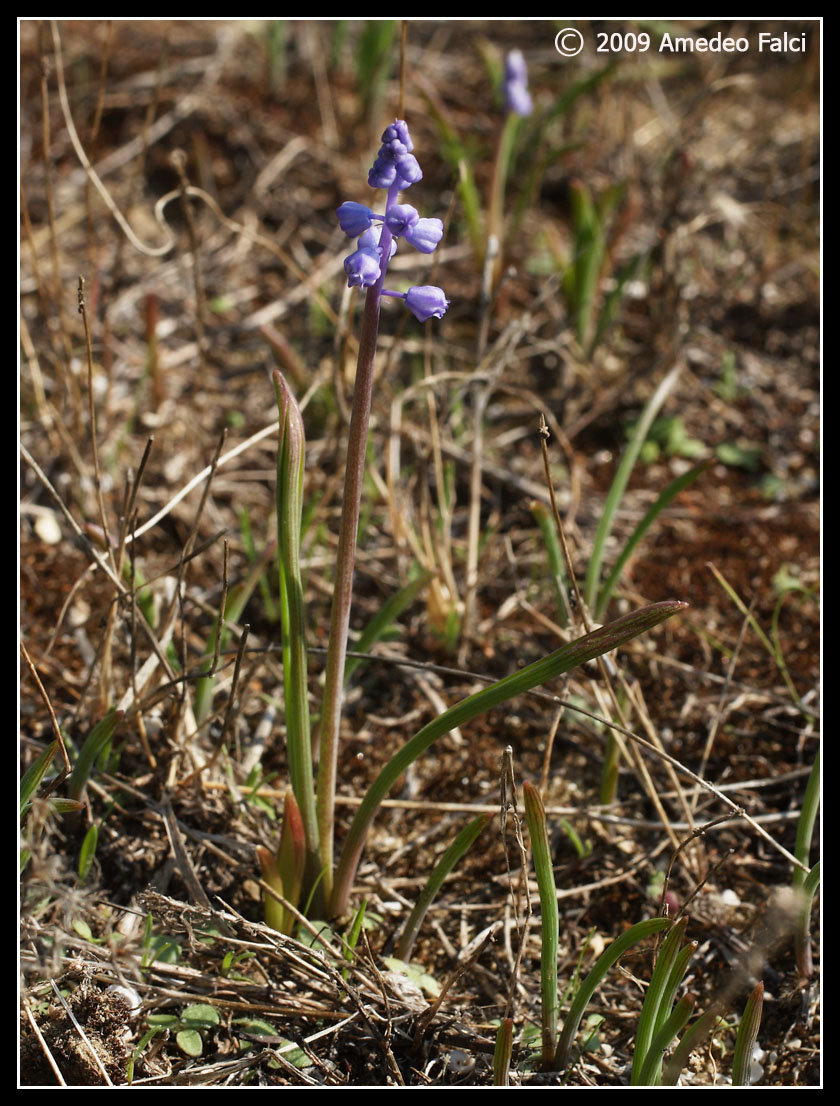 Muscari parviflorum / Muscari a fiori piccoli