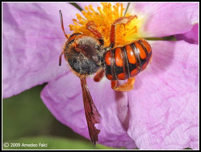 Rhodanthidium sticticum (Apidae Megachilinae)