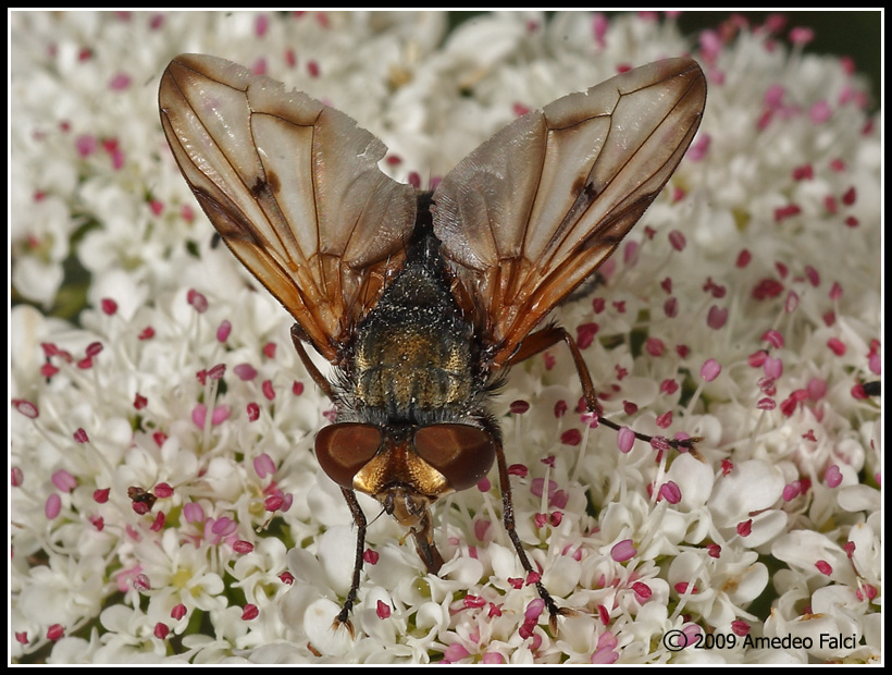 Dalla Sicilia Ectophasia crassipennis (?) da confermare