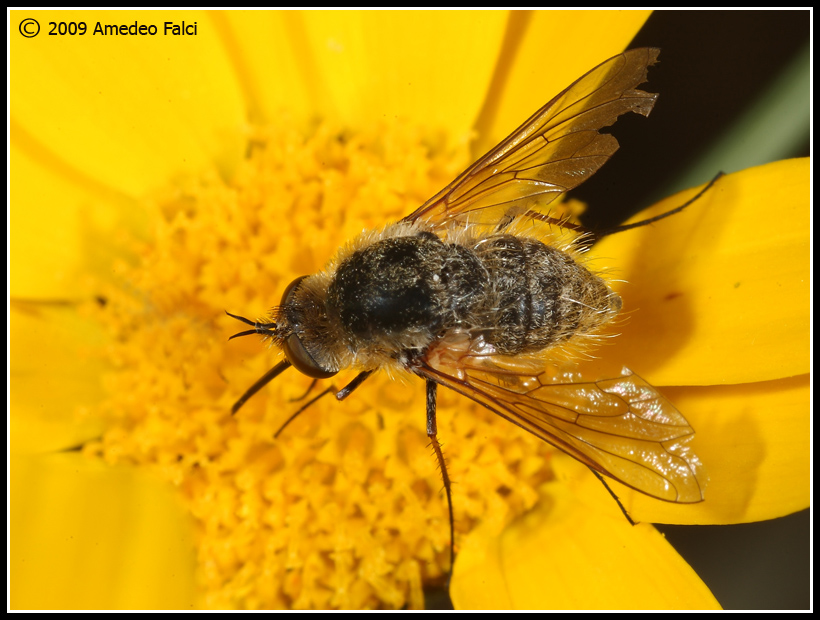 Dalla Sicilia Bombyliidae del genere Conophorus