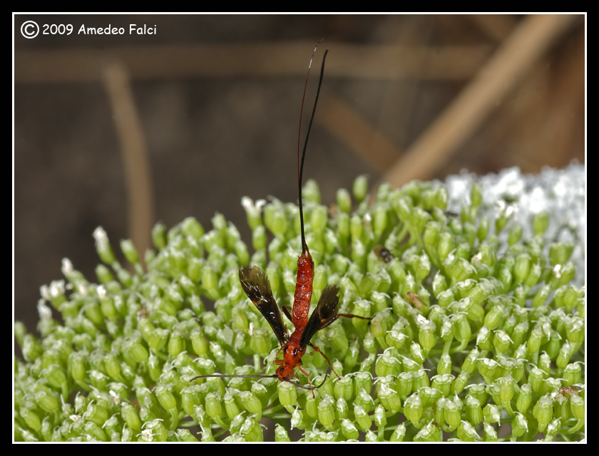 Braconidae rossastro con lungo ovopositore