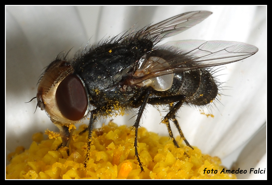 Sarcophagidae della sottofamiglia  Miltogramminae?