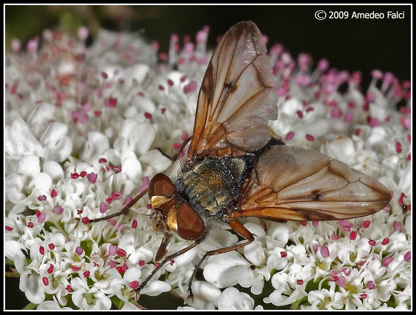 Dalla Sicilia Ectophasia crassipennis (?) da confermare