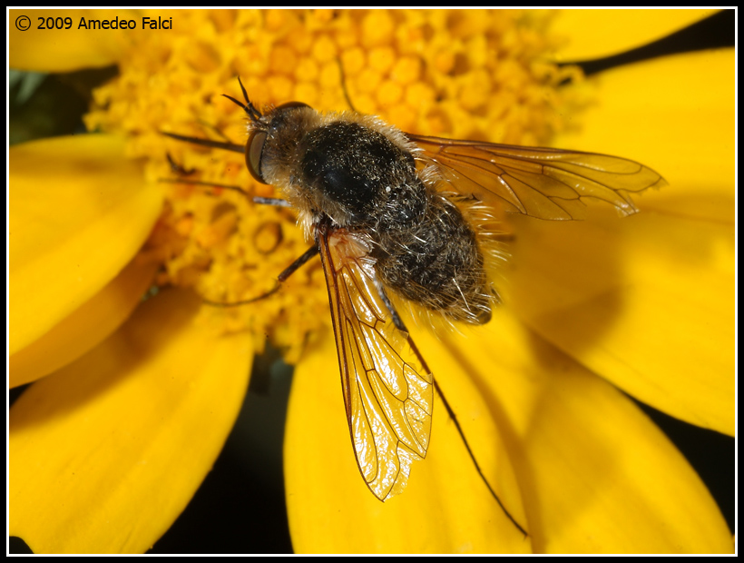 Dalla Sicilia Bombyliidae del genere Conophorus