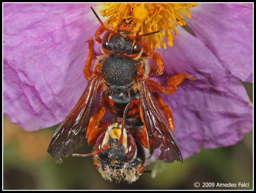 Rhodanthidium sticticum (Apidae Megachilinae)