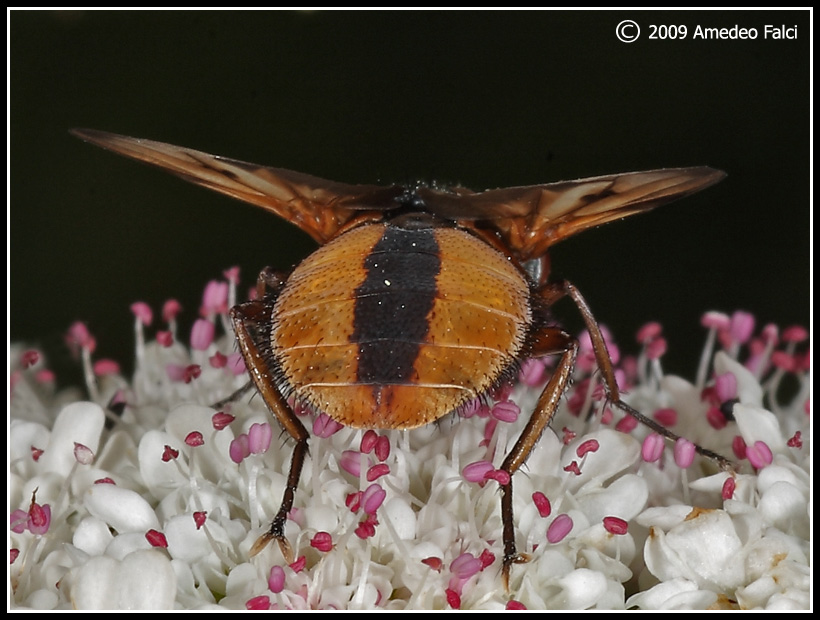 Dalla Sicilia Ectophasia crassipennis (?) da confermare