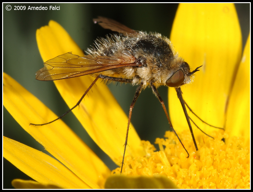 Dalla Sicilia Bombyliidae del genere Conophorus