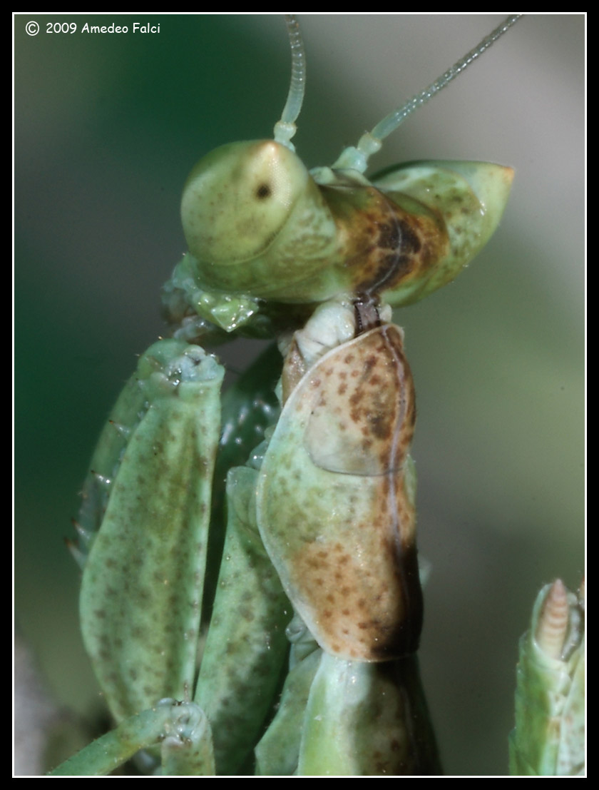 Ninfa di Ameles spallanzania