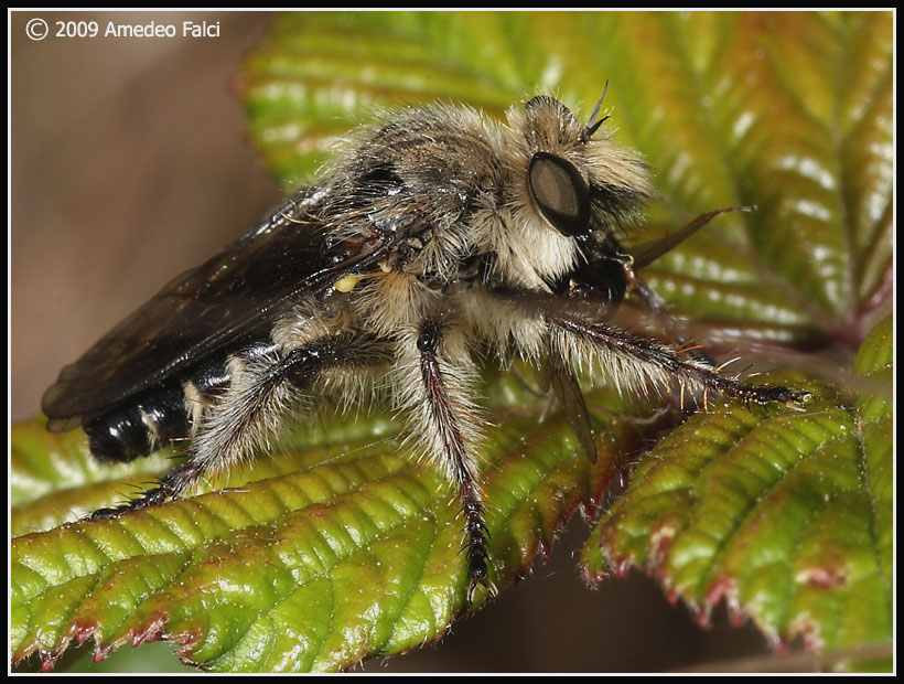 Dalla Sicilia: Pycnopogon sp. ( Asilidae)