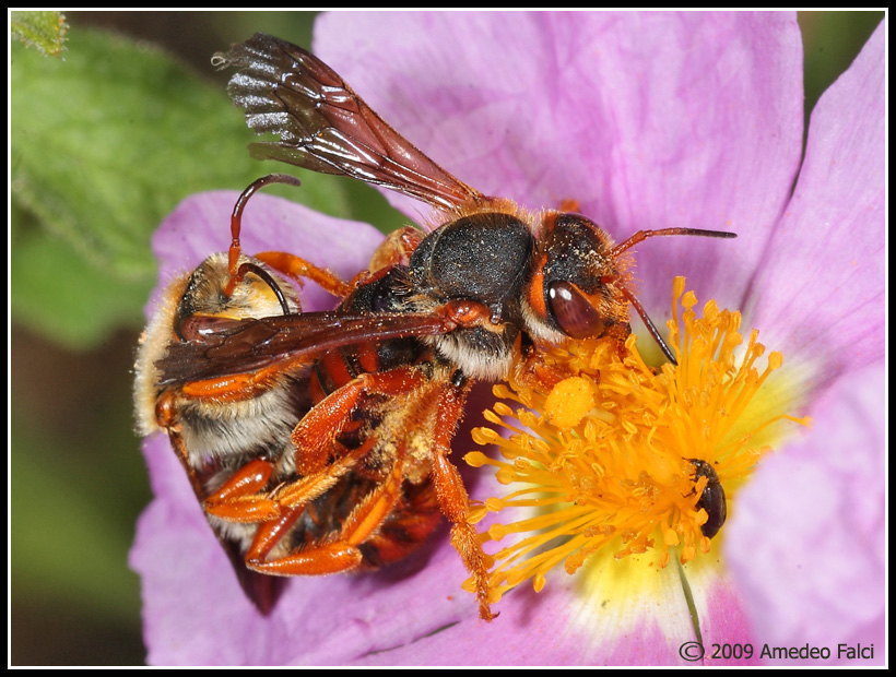 Rhodanthidium sticticum (Apidae Megachilinae)